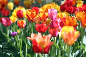 Picture of tulips.